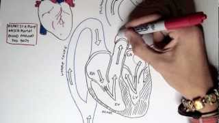 Cardiology  Heart Physiology I Cardiac Myocyte and Membrane Potential [upl. by Aronal]