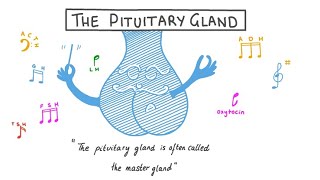 The pituitary gland class 12  The pituitary gland and its hormones [upl. by Dickerson]