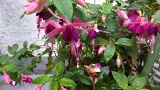 Fucsia pianta Fuchsia medicinal plant [upl. by Ander]