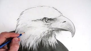 How to Draw an Eagles Head Narrated Step by Step [upl. by Ri484]