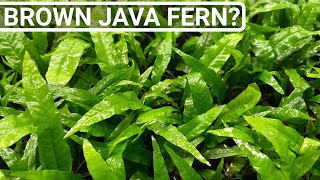 Java Fern Care Tip  Prevent Brown Dying Leaves [upl. by Brout]