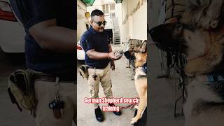 german shepherd search training session 22 shorts [upl. by Tallou]