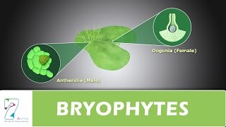 BRYOPHYTES [upl. by Allen393]