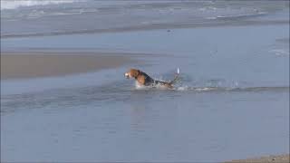 Hush Puppies Beagle on The Beach Musique Parisian Cafe [upl. by Nnylakcaj]