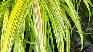 Hakonechloa quotAureolaquot Japanese Forest Grass Make It Stand Out 4K  June 27 [upl. by Oruhtra]