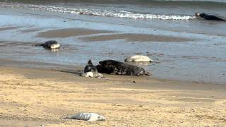 Grey seal mating behaviourmpeg [upl. by Badger]