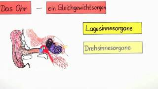 Das Ohr  Ein Gleichgewichtsorgan  Biologie  Humanbiologie [upl. by Brander362]