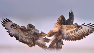 Jury du Concours Photo du Festival de lOiseau 2016 [upl. by Carole642]