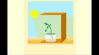 Phototropism  CBSE Class 10 Science Chapter 6  Life Processes Tutorials Online Meritnationcom [upl. by Elylrac852]