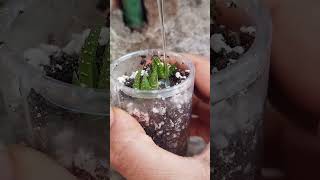 reuseplastic haworthia propagation update [upl. by Pallua]