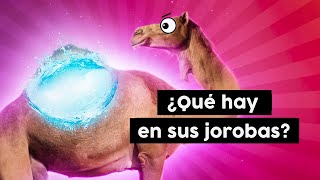 ¿Qué hay dentro de la joroba de un camello 🐪 [upl. by Ynehteb]