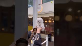 Teacup dog price in India  cute Pomeranian dog  dog pets trend shortvideo viralvideo [upl. by Meerak867]