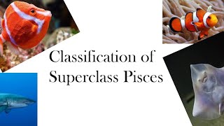 Classification of Superclass PiscesCalicutUniversityKannurUniversityKeralaUniversityMGUniversity [upl. by Ahsinad583]