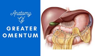 greater omentum basic anatomy with notes [upl. by Hsilgne645]