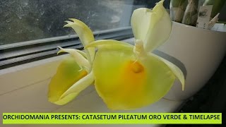 Orchidomania Presents Catasetum Oro Verde  Timelapse [upl. by Emmalyn445]