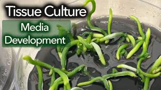 Tissue Culture Media Development [upl. by Euqinitram]