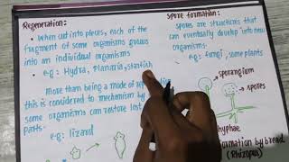 CBSE class10 science chapter 8 how do organism reproduce budding fragmentation regeneration part 5 [upl. by Diena701]