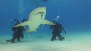 Shark diving Bahamas [upl. by Nerval]