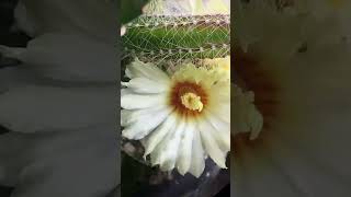 763 Day Timelapse of Astrophytum Asterias Super Kabuto shorts cactus timelapse [upl. by Mccallum638]