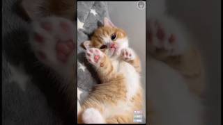 Tingkah lucu kucing part37 fypシ゚viral funny viralshort kucinglucu [upl. by Hands]