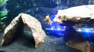 55 Gallon African Cichlid Tank Update May 7th 2014 [upl. by Akenn292]