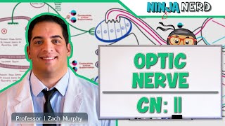 Neurology  Optic Nerve  Cranial Nerve II Visual Pathway and Lesions [upl. by Leonore980]