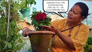 Celosia Plant Care I Celosia Flower Care I Cutting Tips and More [upl. by Powe]