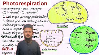 Photorespiration  photorespiration and its consequences  class 11 [upl. by Hsac]