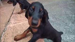 DOBERMAN PUPPIES Seven 7week old Doberman PUPPIES on their first swimming adventure [upl. by Ojimmas]