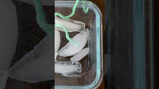 Ice Cube and Salt Experiment [upl. by Leahcimaj]