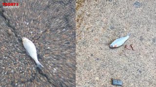 Fish fall from the sky during rains in Texarkana Texas [upl. by Lennox]