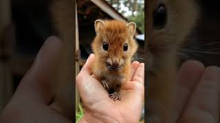 Quokka baby  Sweet Quokka [upl. by Aramad]