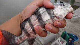 Brackish Water  MultiSpecies Fishing on the Salem River Pennsville Township NJ [upl. by Schaper905]