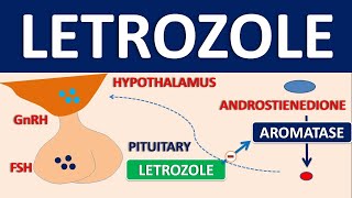 Letrozole  Mechanism side effects precautions and uses [upl. by Nylaroc158]