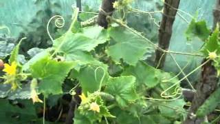 A look at our cucumber plant [upl. by Nameloc]