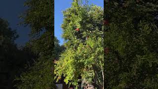 Pomegranate tree in October in Bulgaria [upl. by Dafna294]