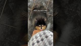 POV you own a dog 😆 pomeranian dog [upl. by Anilag]