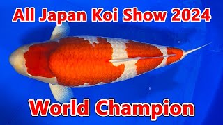 All japan koi show 2024 [upl. by Alieka615]