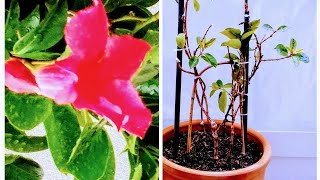 Repotting Dipladenia Tips for Thriving After Winter [upl. by Sucerdor]