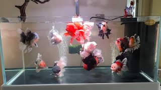 ikan mas koki oranda rosetail goldfish tank GOLDFISH [upl. by Bromley]