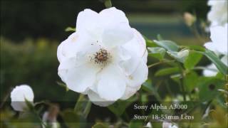 Sony Alpha A3000 Video Test [upl. by Fayth187]