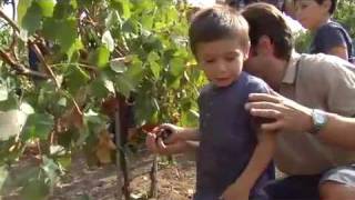 Vendemmia Bambini 2009 [upl. by Arammahs]