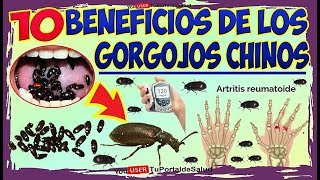 Gorgojo Chino Curativo y sin Efectos Colaterales  10 Beneficios de los Gorgojos Chinos [upl. by Aynwad280]