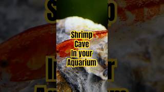 Creating the Perfect Shrimp Cave for Your Aquarium easyfishkeepingindia [upl. by Nrublim]