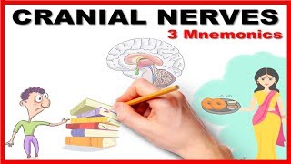 Cranial Nerves  Mnemonic series  26 [upl. by Ailene]