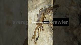 Deathstalker Scorpion🦂 The Worlds Most Dangerous Scorpion DeathstalkerScorpion Wildlife shorts [upl. by Aldon]