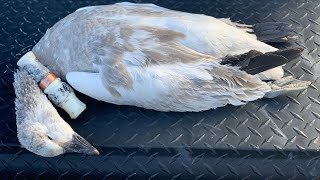 How to operate a snow goose call [upl. by Ayanaj]