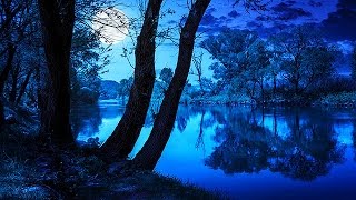 Soothing Night Time Forest Sounds  2 Hour Ambient Soundscape  For Sleep amp Relaxation [upl. by Haila119]