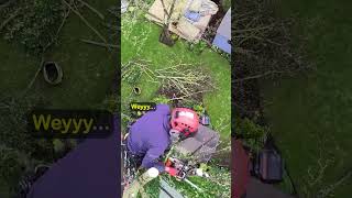 Arborist at work Sycamore tree removal uk tree surgeon arborist treework treesurgeon [upl. by Naltiak]