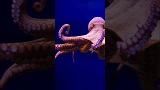 Cephalopod Limbs Arms vs Tentacles shortsfeed octopus shorts [upl. by Ecnarwal549]